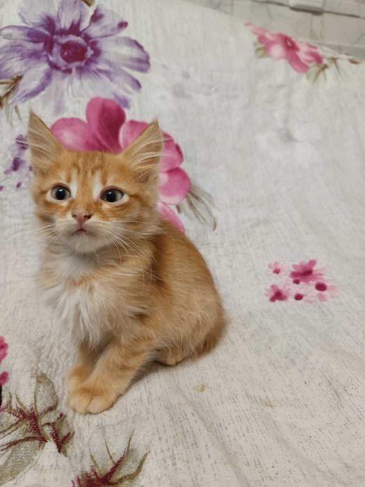 ПОДАРЯВАМ супер сладки котенца