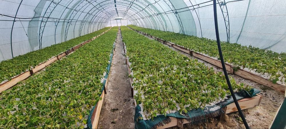 Расад маслодайна роза(Дамасцена,Сентифолиа, Алба)