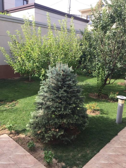 Сдаётся участок в аренду Яккасарай Шота Руставели