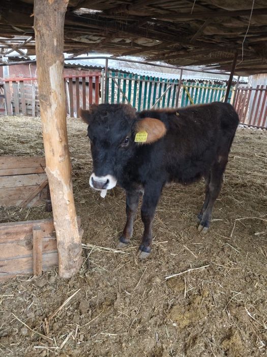 Продам бычка 7 месяцев