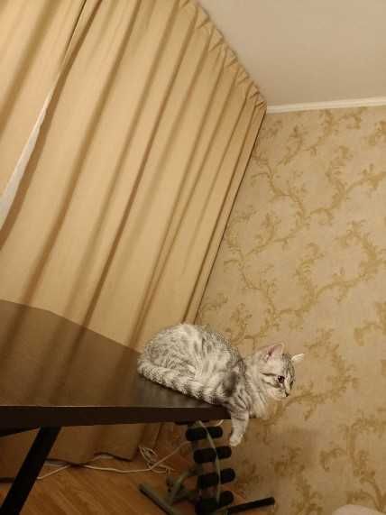 передержка котов и кошек