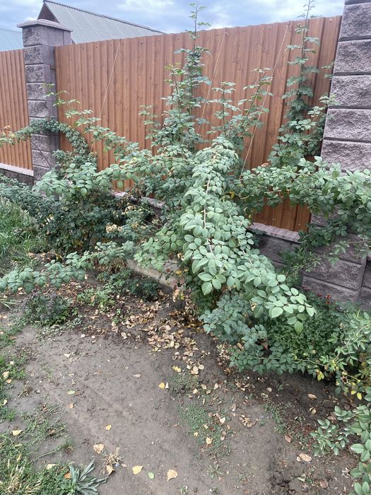 Продам вьющие розы бутоны крупные и белые