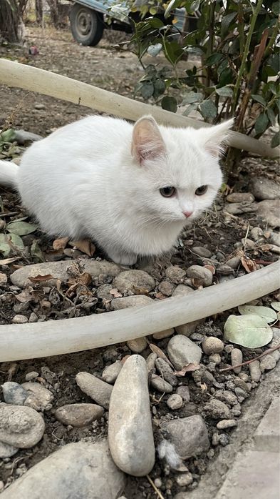 отдам кошек в хорошие руки!