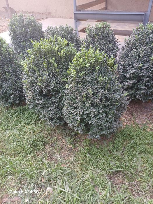 Шамшот Самшит сотилади