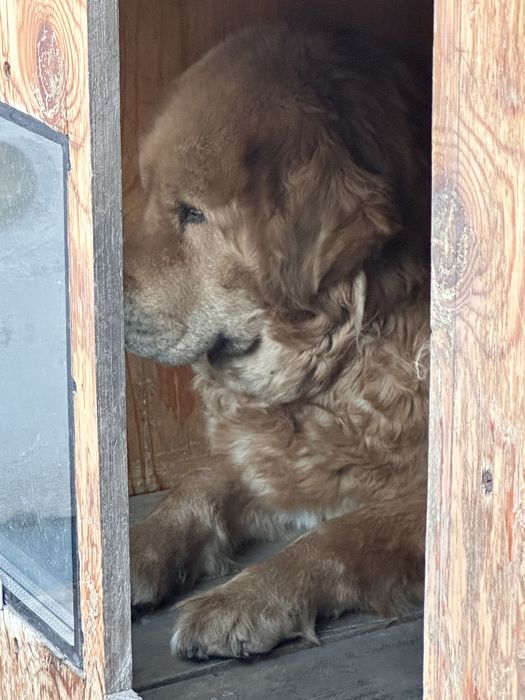 Ищем кобеля на вязку тебетский мастиф