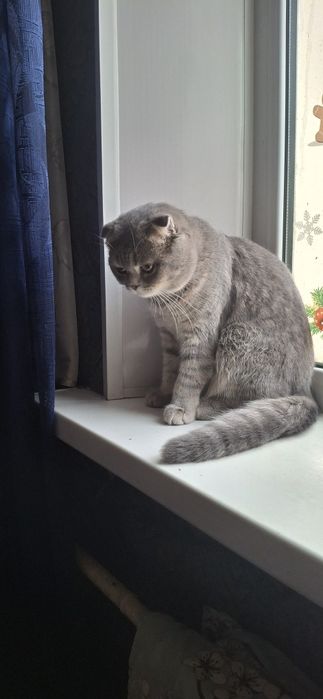 Продаётся подрощенный котёнок скоттиш фолд мальчик.