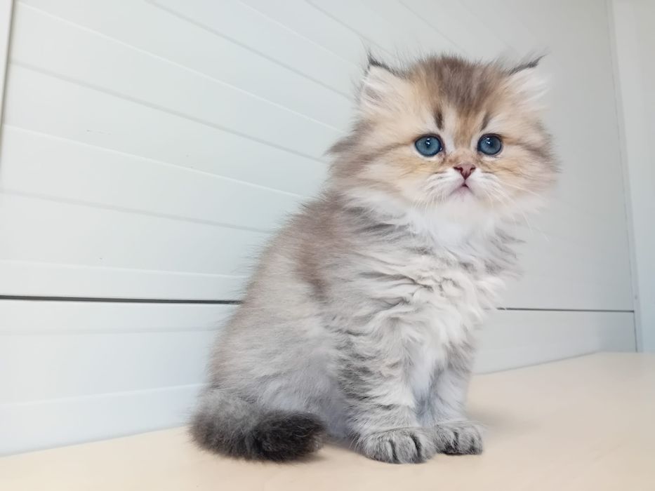 British Longhair cu Pedigree