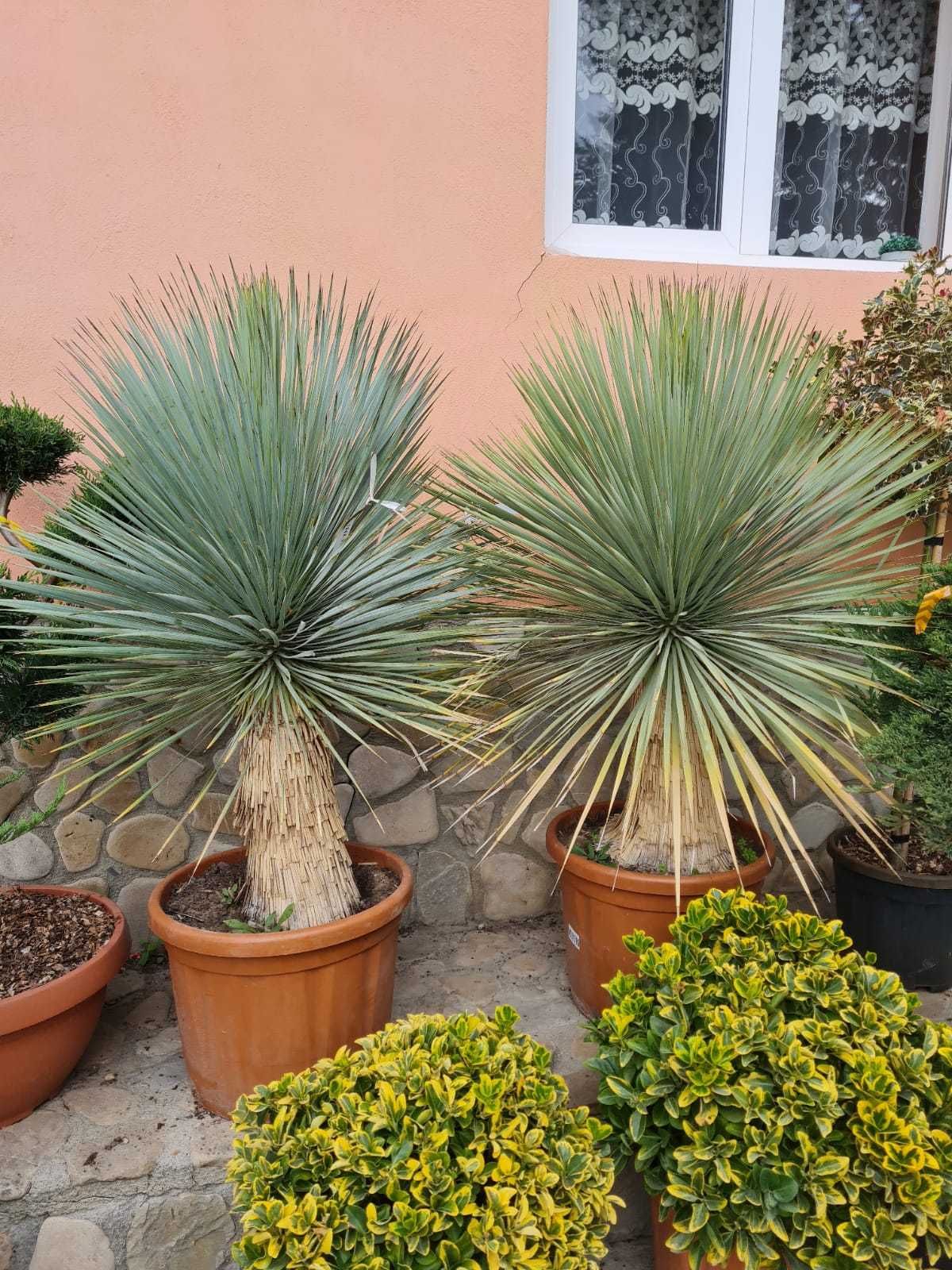 Tuia Smaragd, Tuia Columnaris, Cupressocyparis Leylandii,