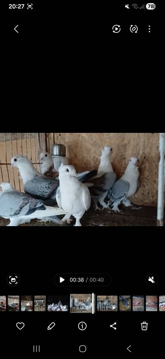 Porumbei satineti de vanzare