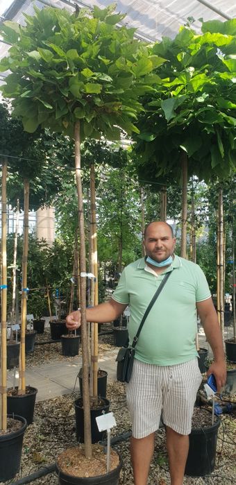Vindem catalpa și diferite specii de plante ornamentale
