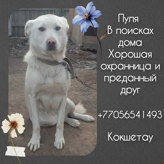 Хорошая охранница Пуля ищет дом