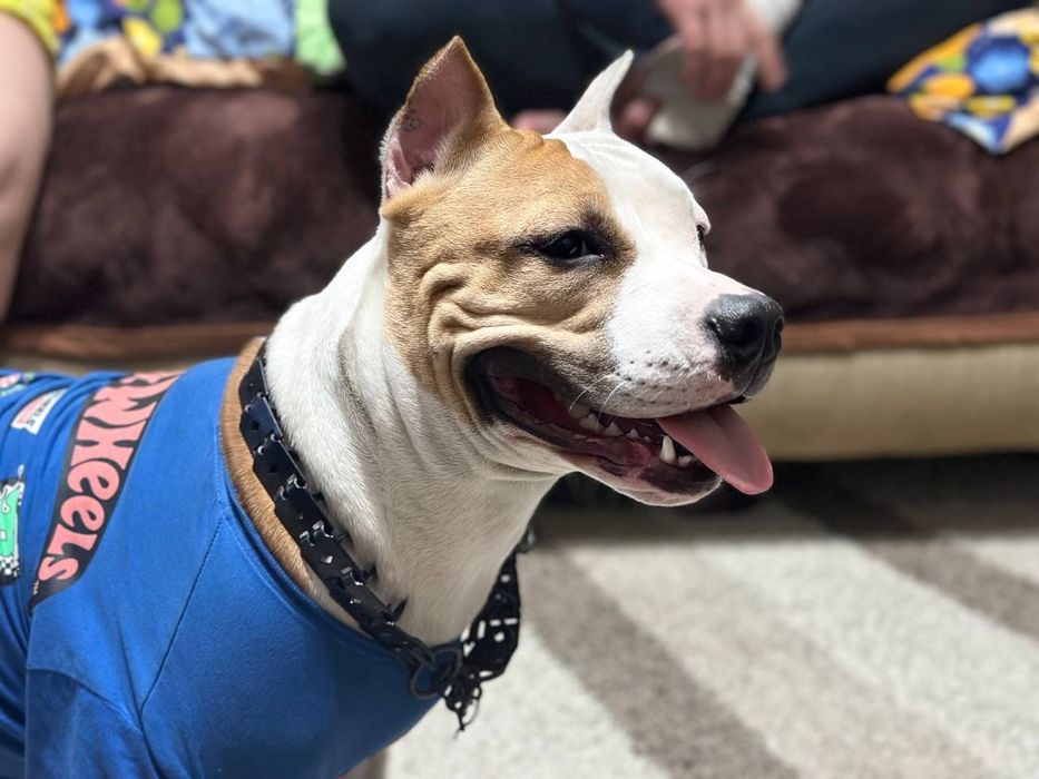 Щенки стаффорда помесь