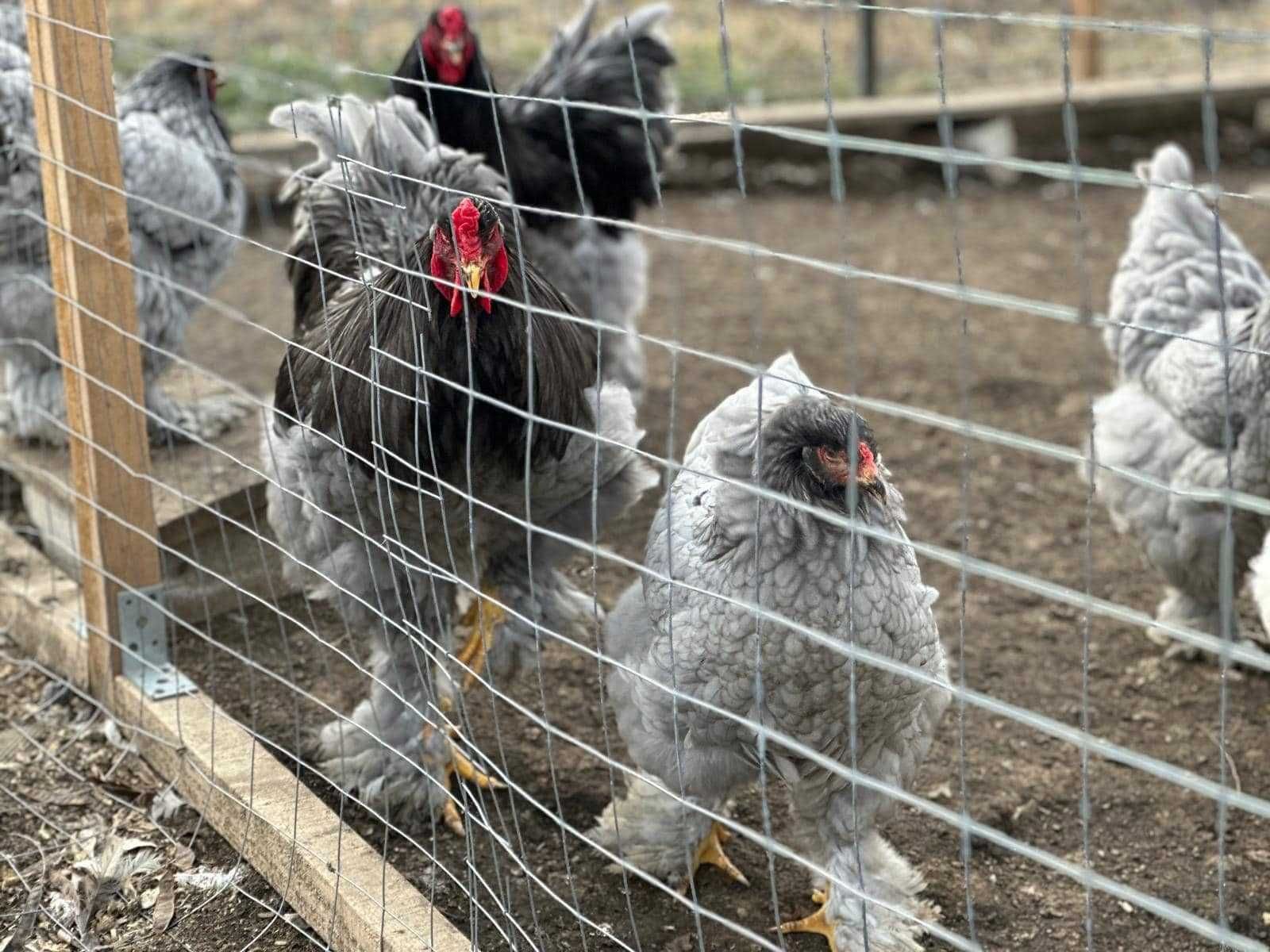 Pui si Oua de incubat Brahma HD Gold Albastru Cochinchina Urias Bobat