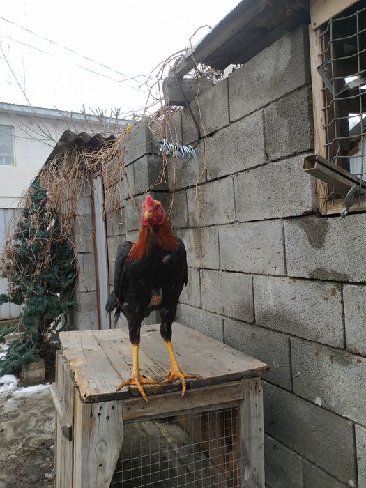 Продам петуха дакан