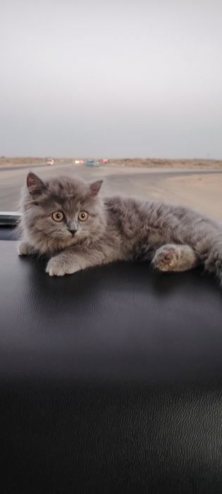 Продаётся кот породы Скоттиш!