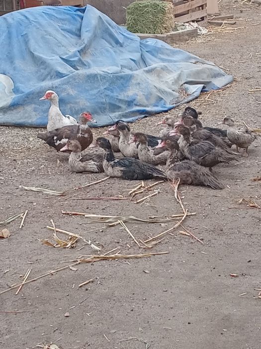 Утки щипуны не дорого