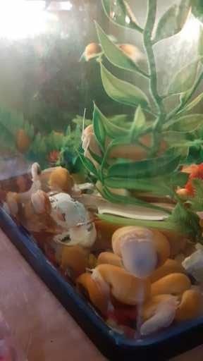 Vand pesti guppy xifori mecii pomaceea etc