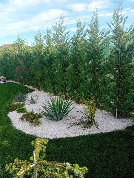 Vând plante naturale ornamentale diferite specii diferite dimensiuni