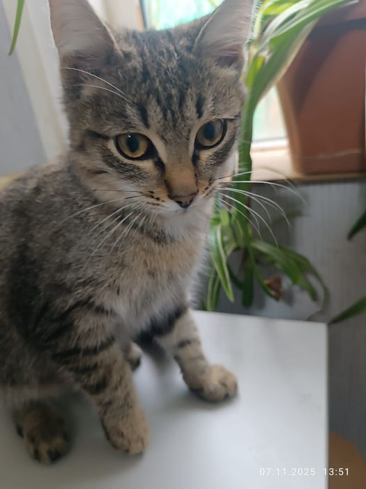 Кот и кошечка подростки