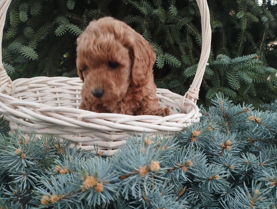 Той пудел Poodle toi