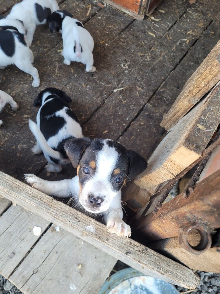 Jack russel terrier