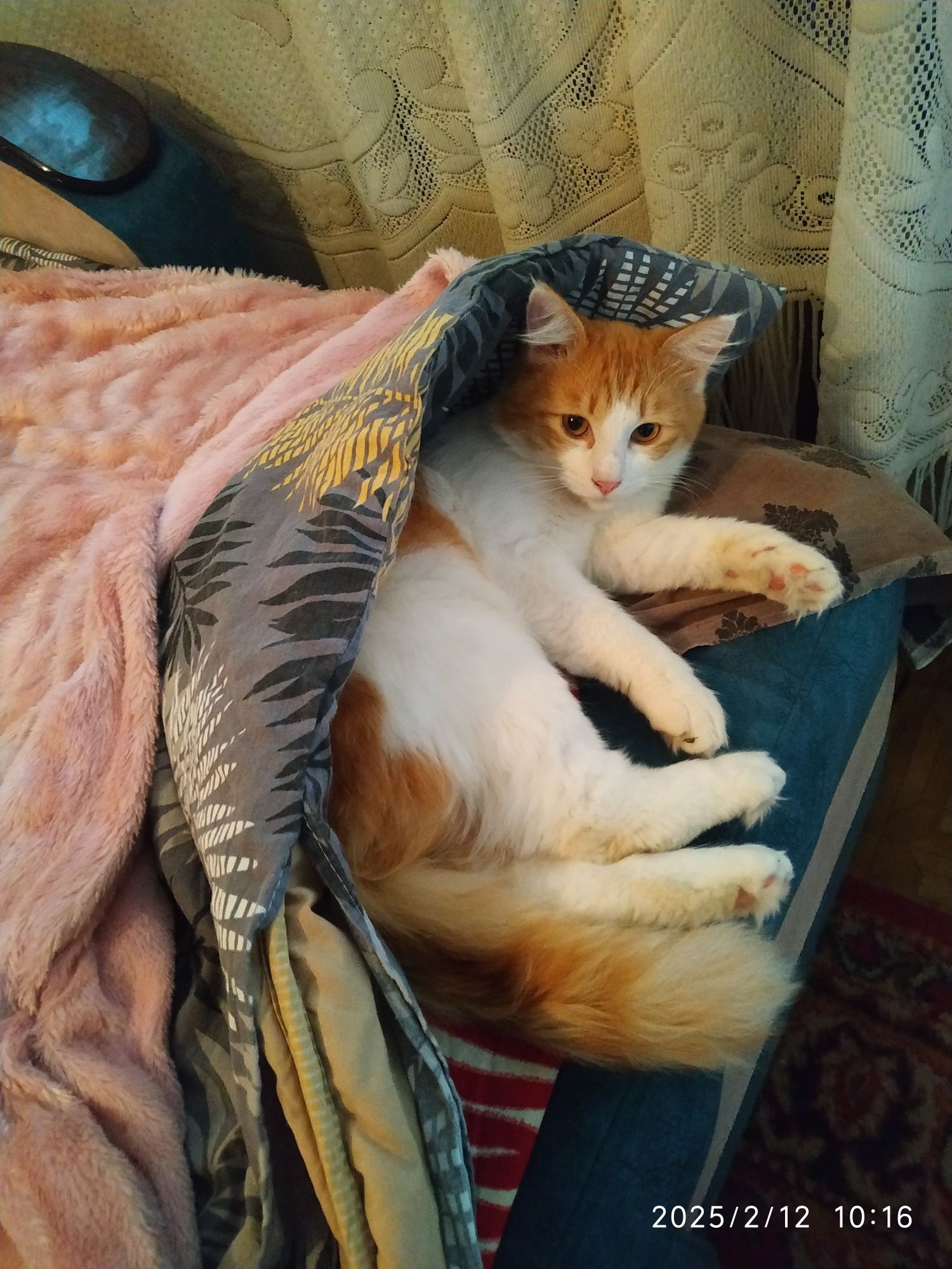 Котята только в добрые руки