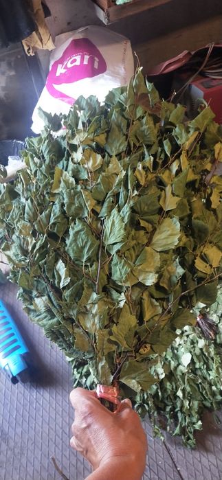 Веники берёзовые 2024