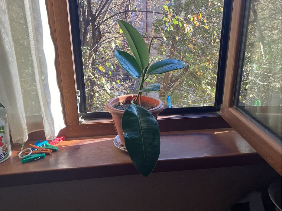 Продам фикус молодой.