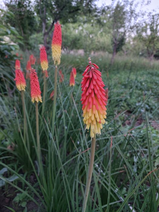 Садовые растения