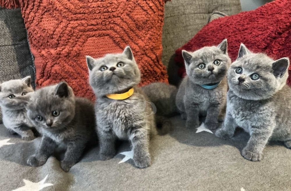 Pui British Shorthair Blue.  Asigur transport