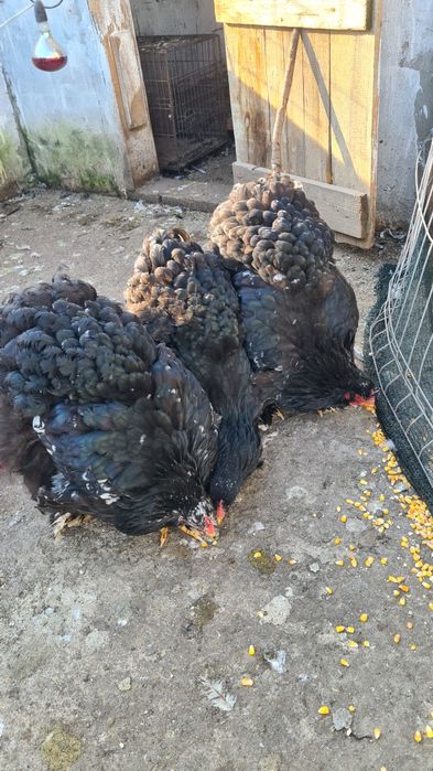 Gaini Conchinchina urias bobat!!