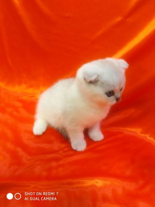 Продаются катята