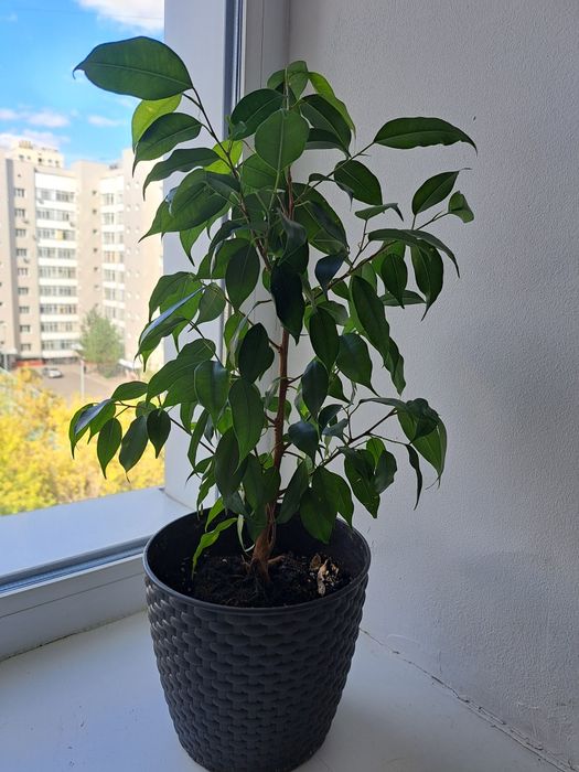 Продам комн.цветы