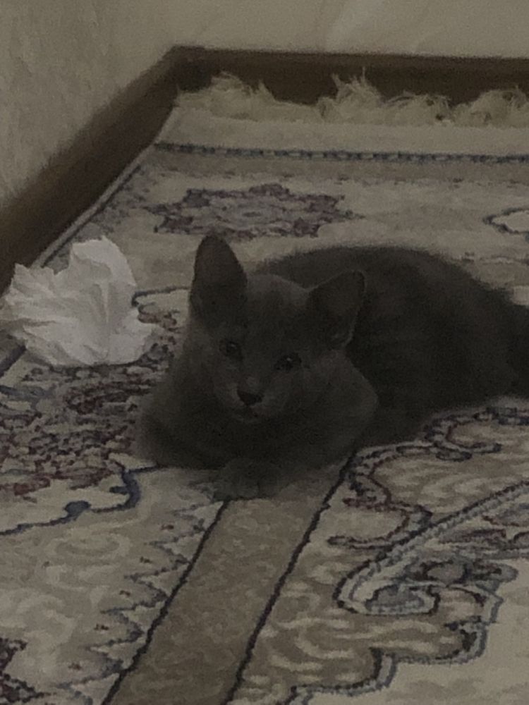 Кошка Скотиш Страйт Серый