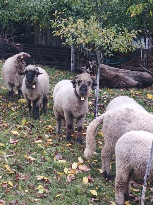 Vând oi si berbecuți din primăvară