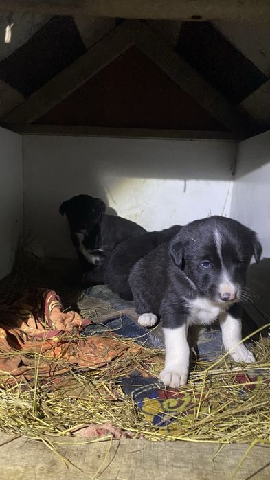 Продаётся: щенки лайки × тазы