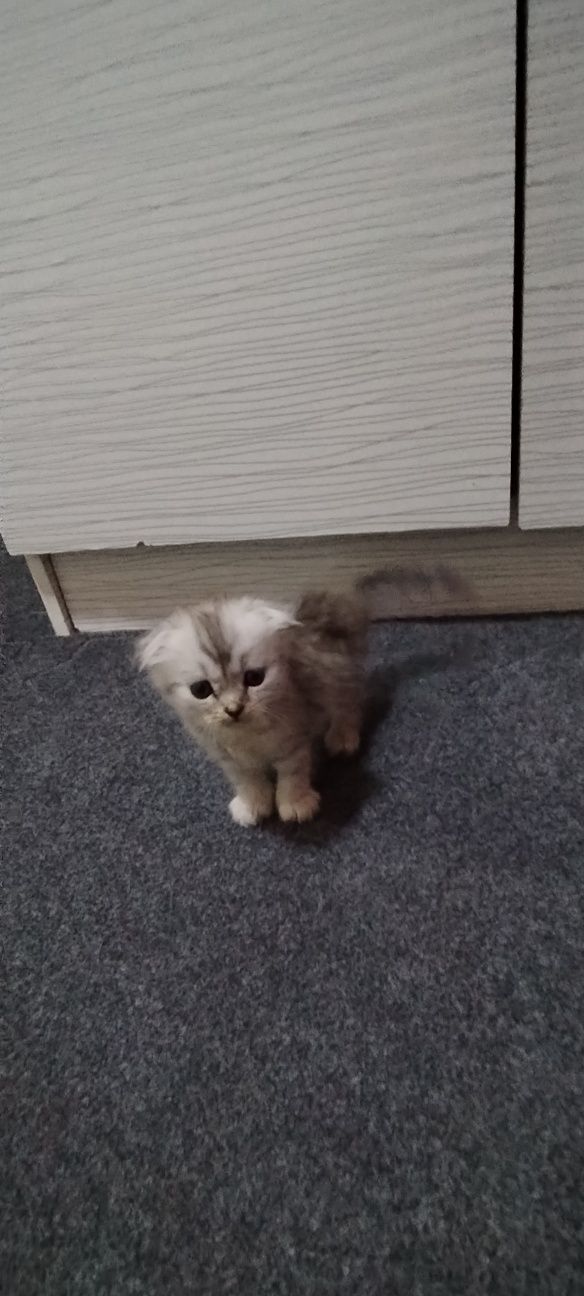 Продам котят от правильной вязки