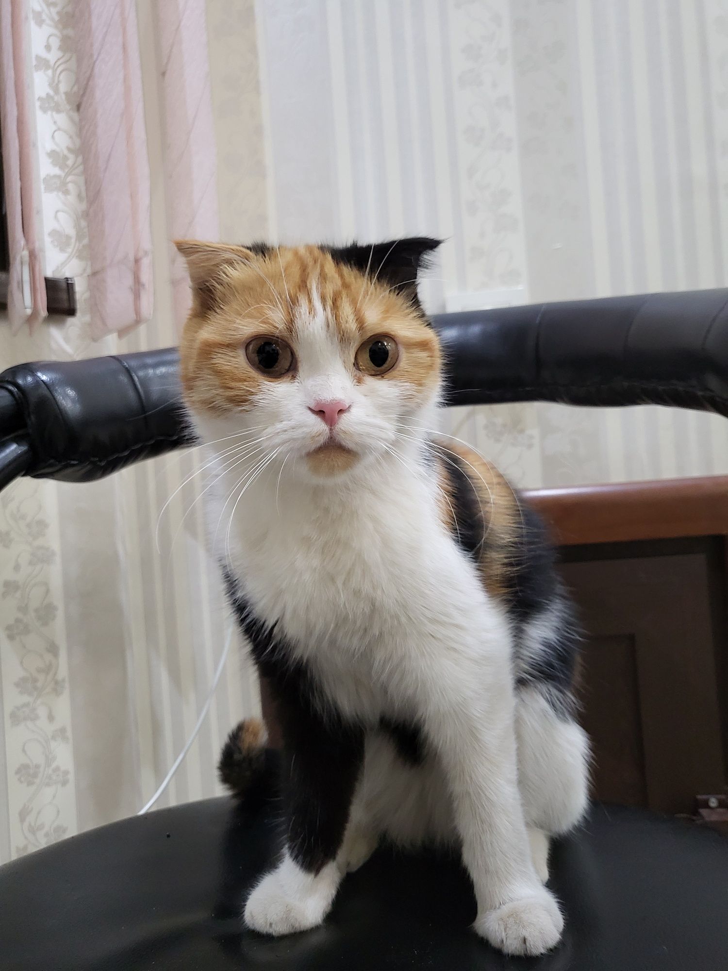 Продаётся кошка паспорт есть