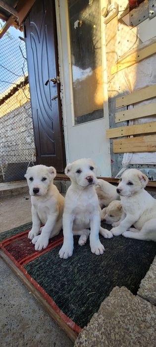 Щенки алабай готовятся к продаже