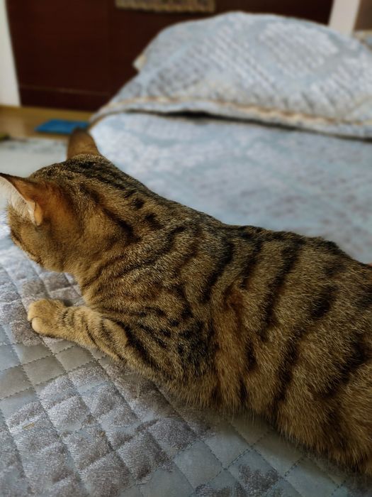 Отдам кошку в хорошие руки бесплатно