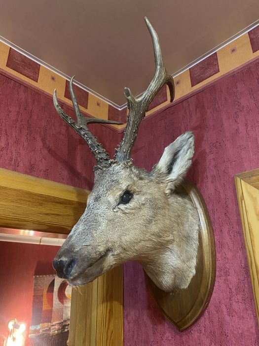 Чучело головы косули