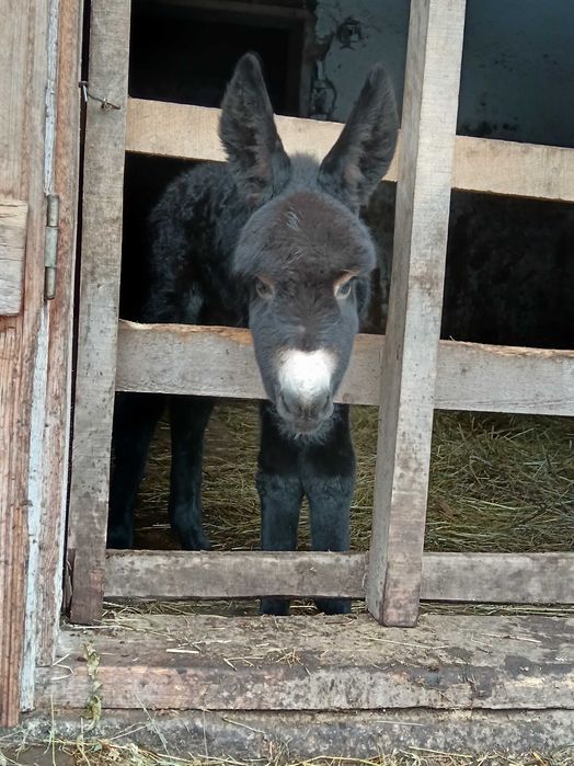 Lapte de măgăriță crud