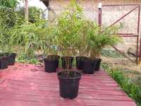 Bambus ornamental - Fargesia Ruffa