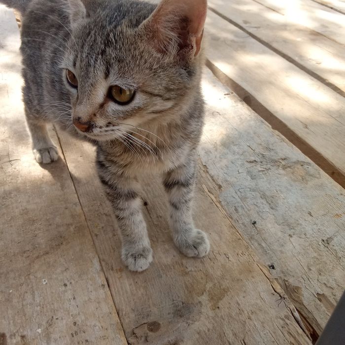 Хадияга берилади