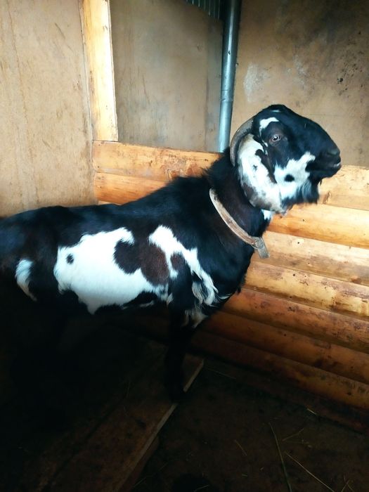 Акция козел  Битал