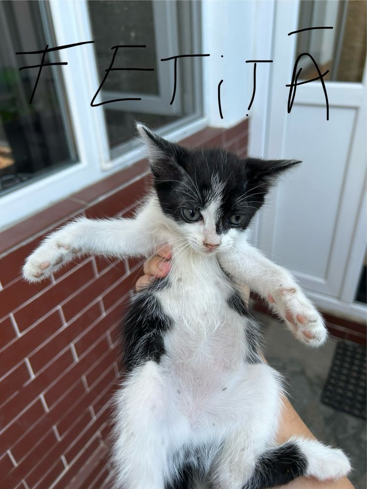 Puiuti de adoptat