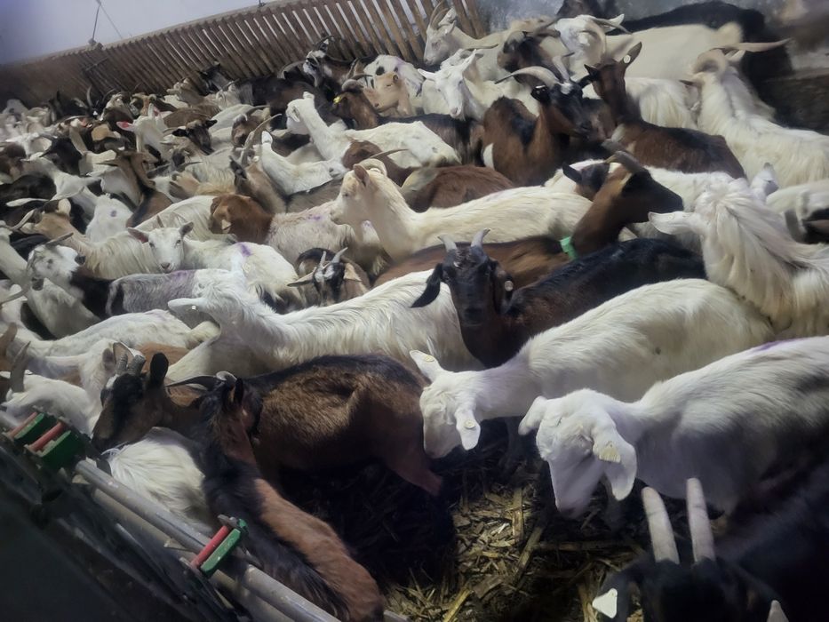 Vînd turmă de capre sau schimb cu oi