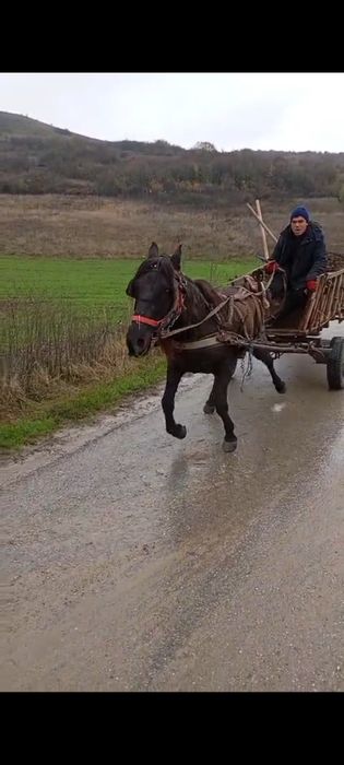 Vând cal castrat !!