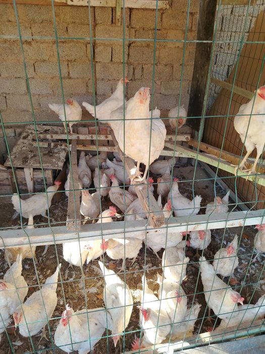 Tovuq sotiladi tuxum qoyvoti