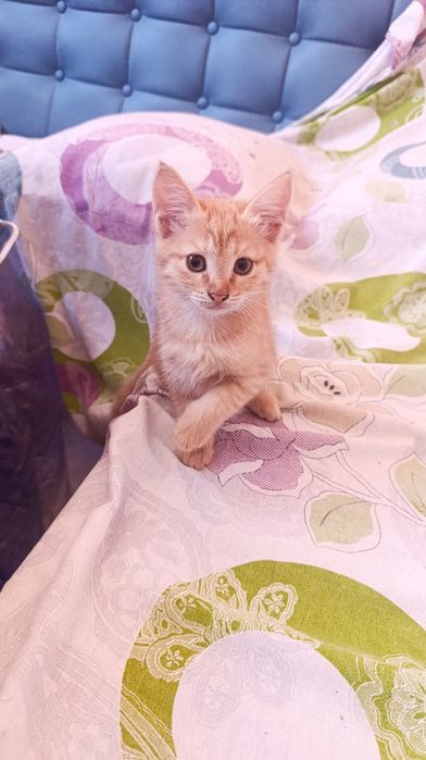 Котята бесплатно